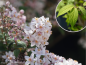Preview: Deutzia hybrida "Mont Rose" - (Rosen-Deutzie),